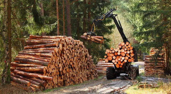 Sustainable timber sourcing